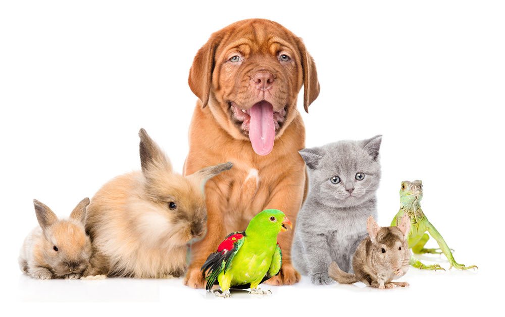 pets_about